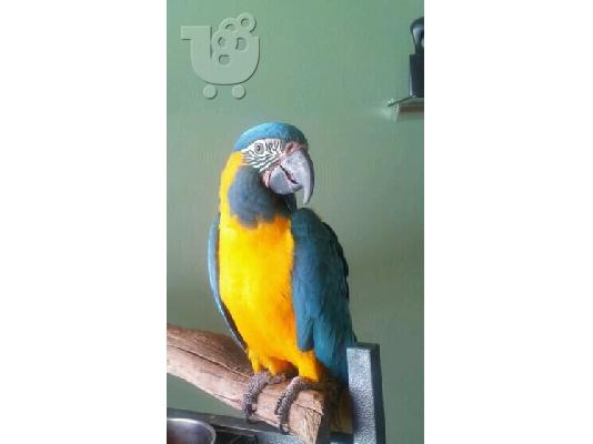 PoulaTo: Μπλε λαιμό Macaw